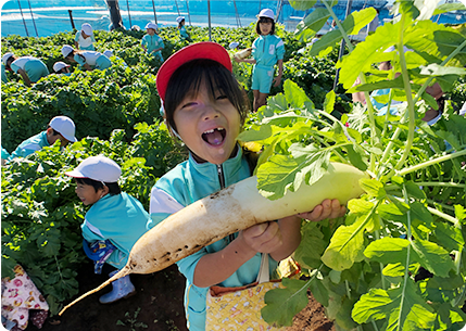 野菜収穫 